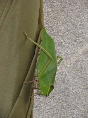 leaf-bug-at-sotc