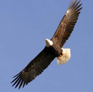 bald_eagle_soaring