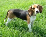 BeagleBayleePurebredDogs8Months1