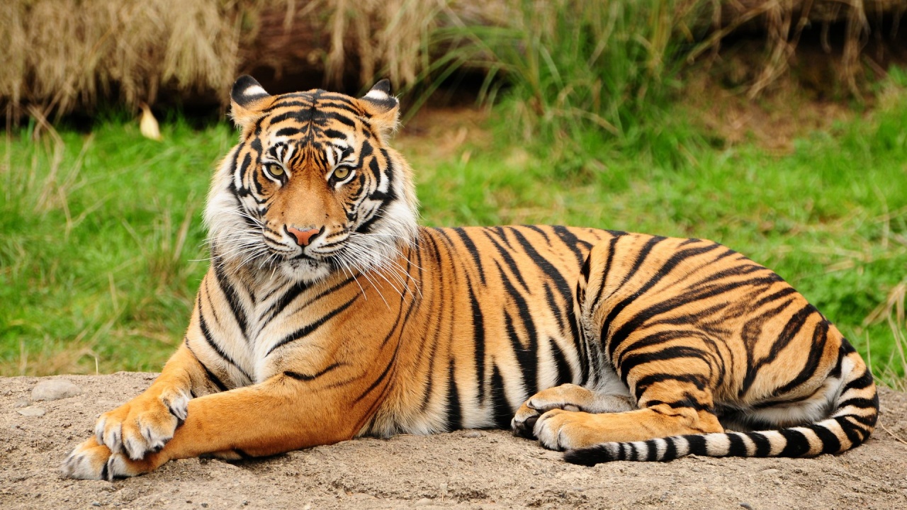 BengalTiger