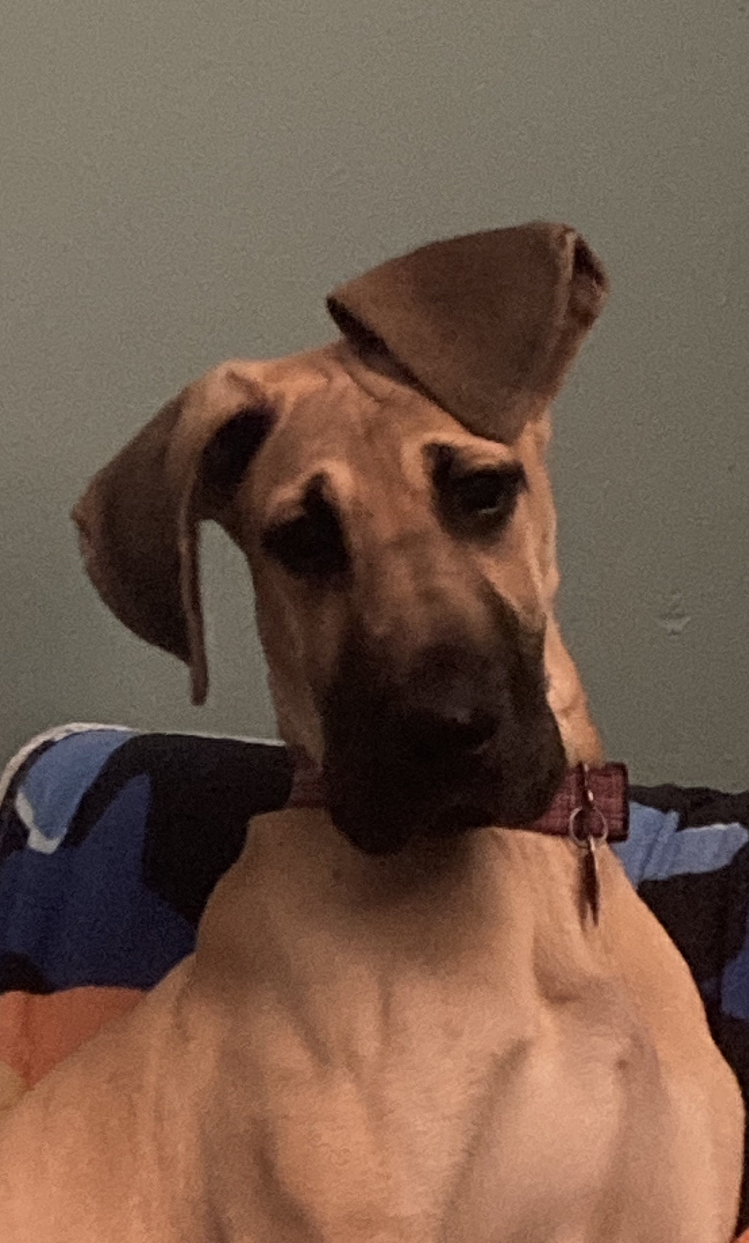 Clearance black mouth cur great dane mix New Arrivals